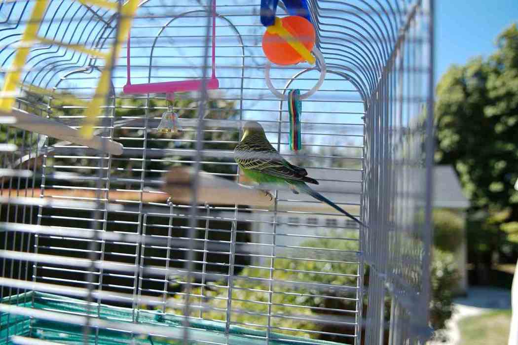 What Kind of Toys Do Parakeets Like to Play With? (Parakeet Toy Guide
