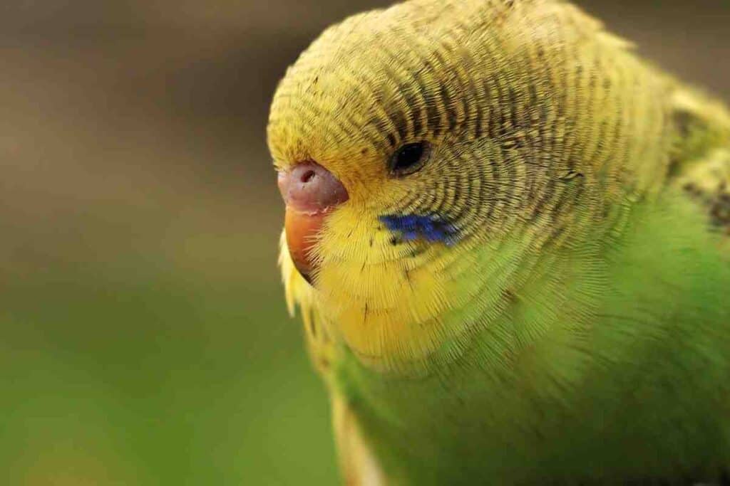 Why Do Parakeets Die Suddenly?