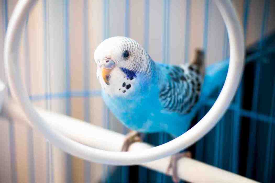 why did my parakeet die Suddenly? Embora Pets
