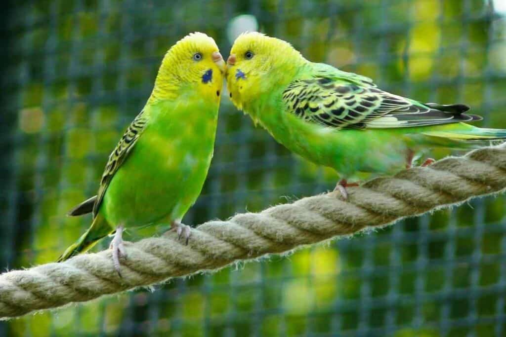 Will a Parakeet Die of Loneliness Will a Parakeet Die of Loneliness? (Explained!)