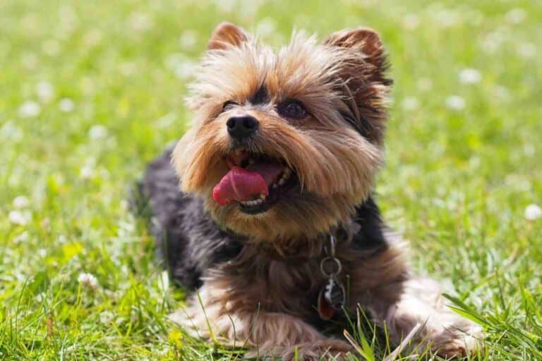 Can Yorkies Be Kept Outside? - Embora Pets