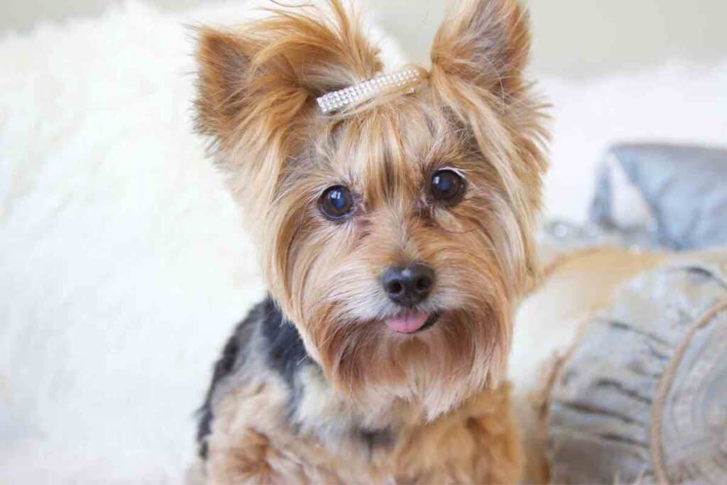 Yorkies, Everything You Need To Bring Home Your New Yorkie! Embora Pets