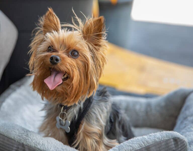 Do Yorkies Need a Lot of Attention?