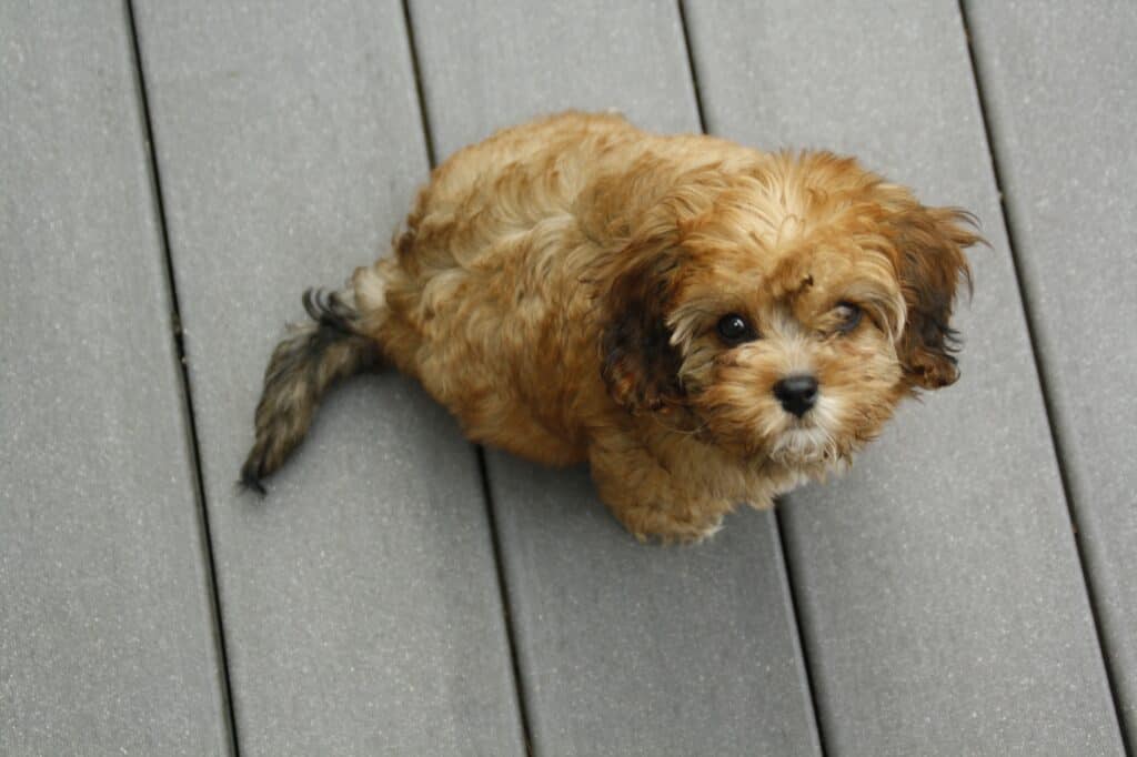 How Much Does A Cavapoo?