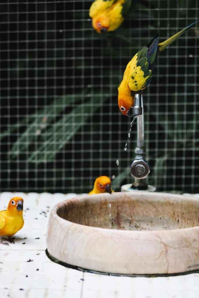 Birds drinking water from a fountain