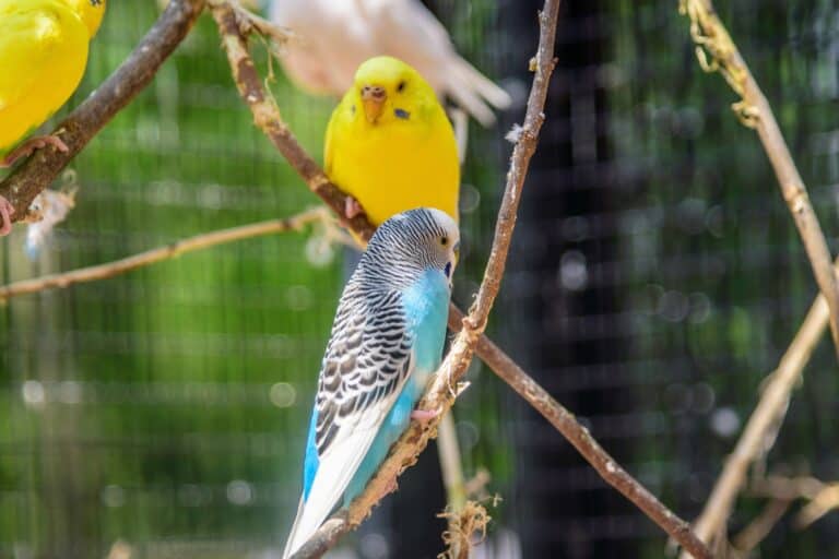 Do Budgies Need A Mineral Block