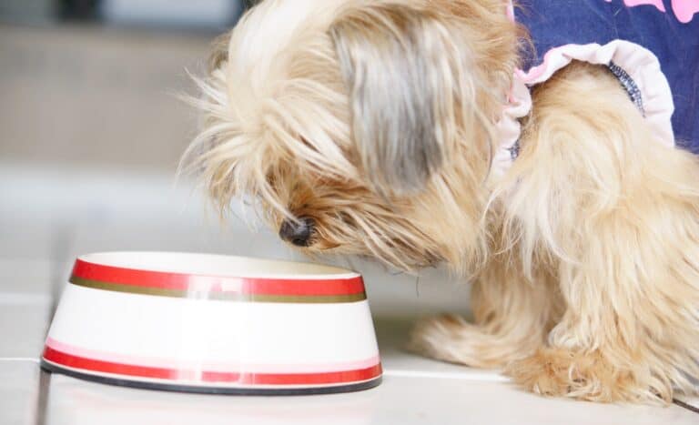 Are Yorkies Picky Eaters? And What to Do About It