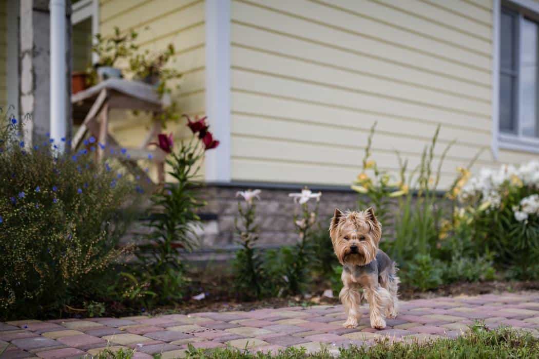 Can Yorkies Be Kept Outside? Embora Pets