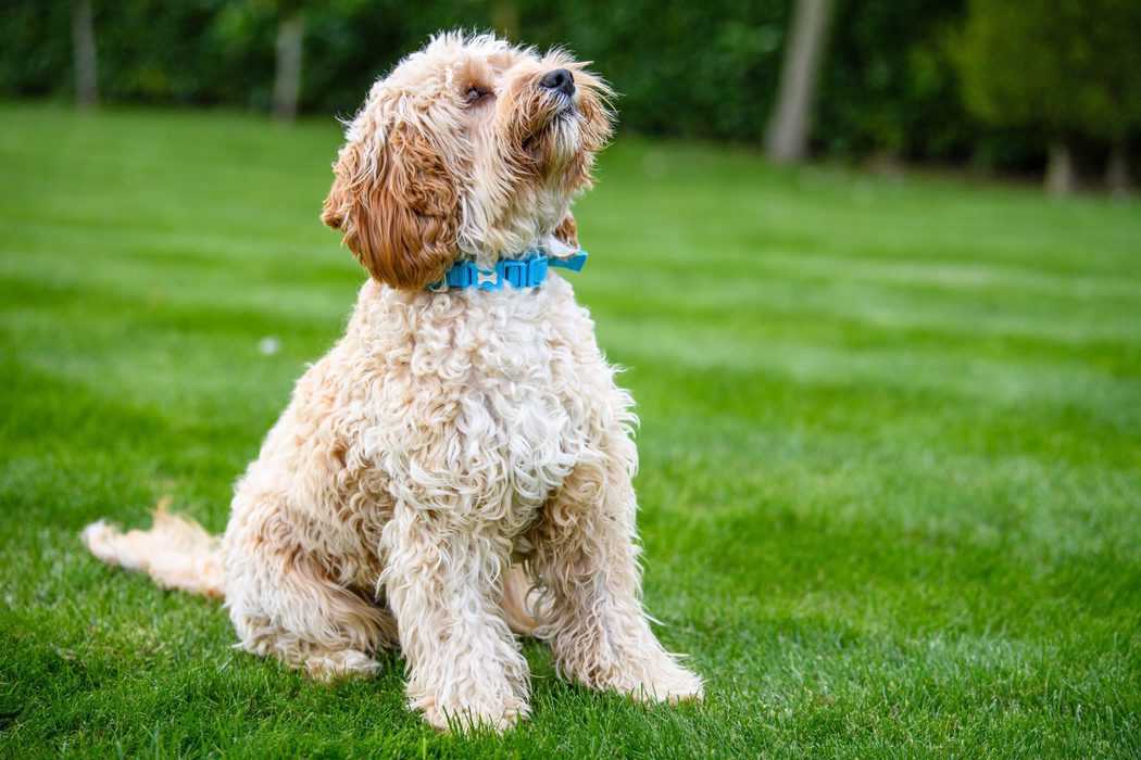 Do Cavapoos Coats Change? (Color, Curls and More!) Embora Pets