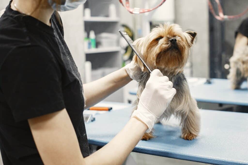 How Often Can You Bathe a Yorkie