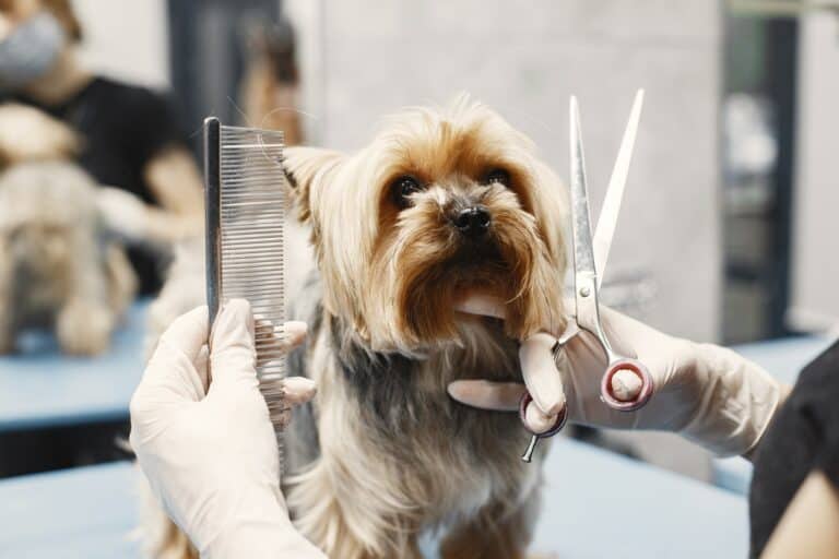 Haircut for dog breed Yorkshire Terrier