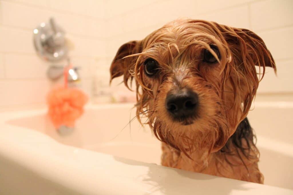 How Often Can You Bathe a Yorkie