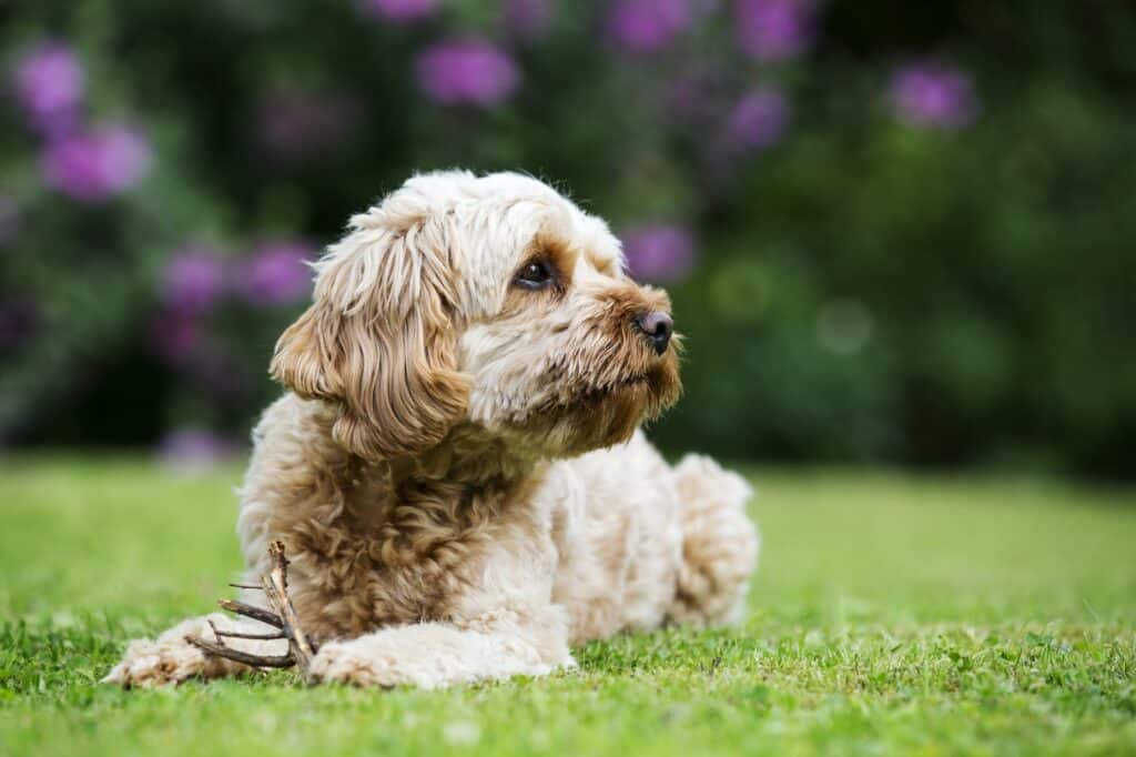 When Do Cavapoos Go Into Heat?