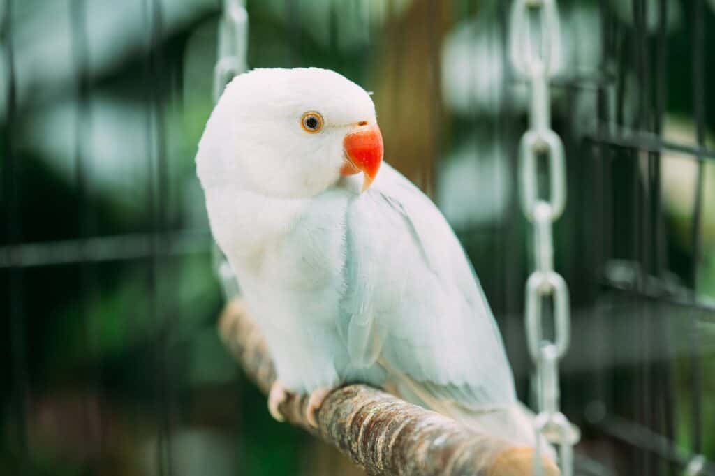 Do Parakeets Like to be Held?