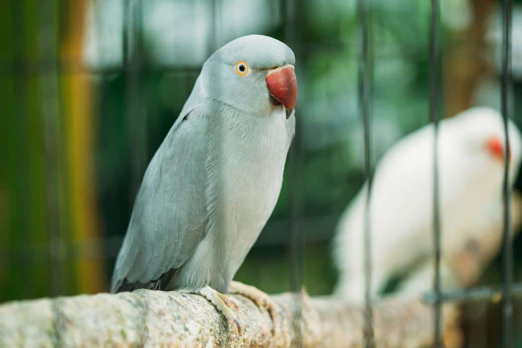 Do Parakeets Need A Nest In Their Cage? Embora Pets