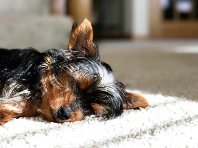 What Age Do Yorkies Naturally Calm Down?