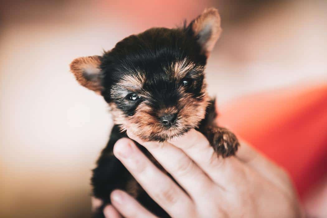 When Do Yorkie Puppies Stop Biting and How You Can Stop It?