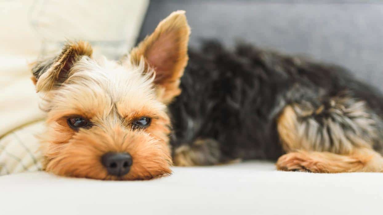 are yorkshire terrier good for apartments