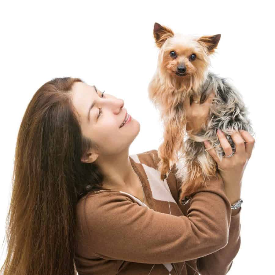 Do Yorkies Like to Be Held?