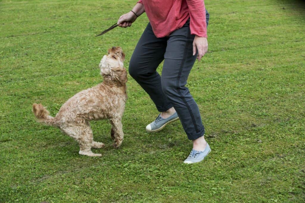 Woman standing in a garden, playing with fawn coated young Cavapoo.