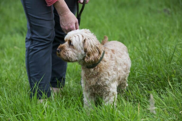 Woman walking in meadow with fawn coated young Cavapoo.