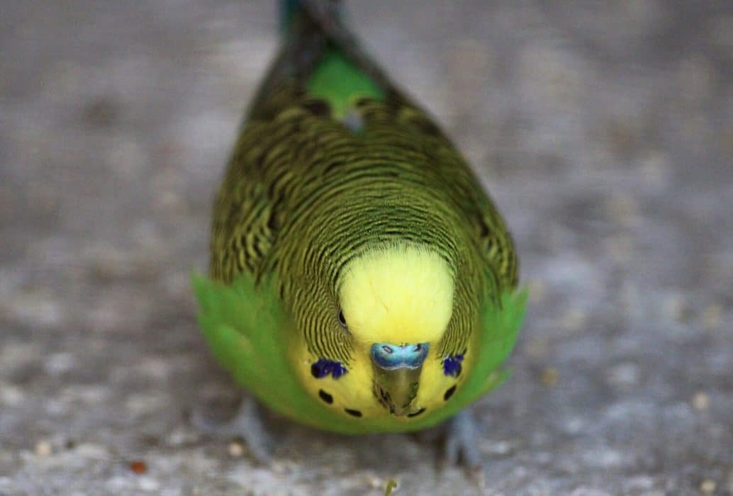 can-parakeets-eat-watermelon-answered-embora-pets