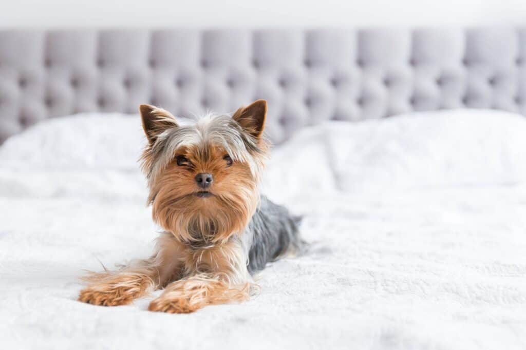 When Should a Yorkie Be Spayed? Embora Pets
