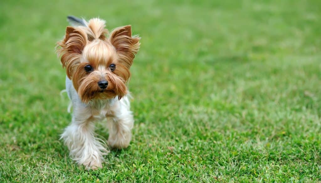 What Age Do Yorkies Naturally Calm Down?