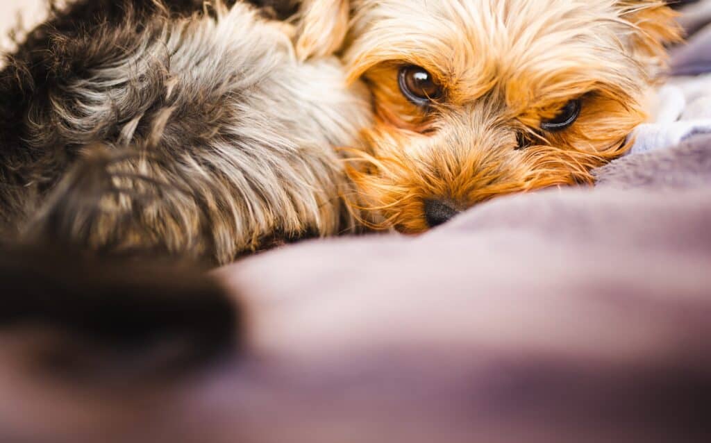 Are Yorkies Hyper? Embora Pets