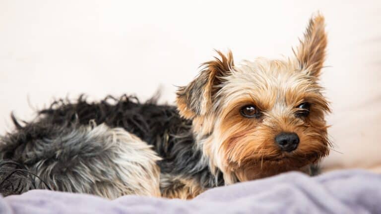 How Much Sleep Does a Yorkie Puppy Need? (Explained)