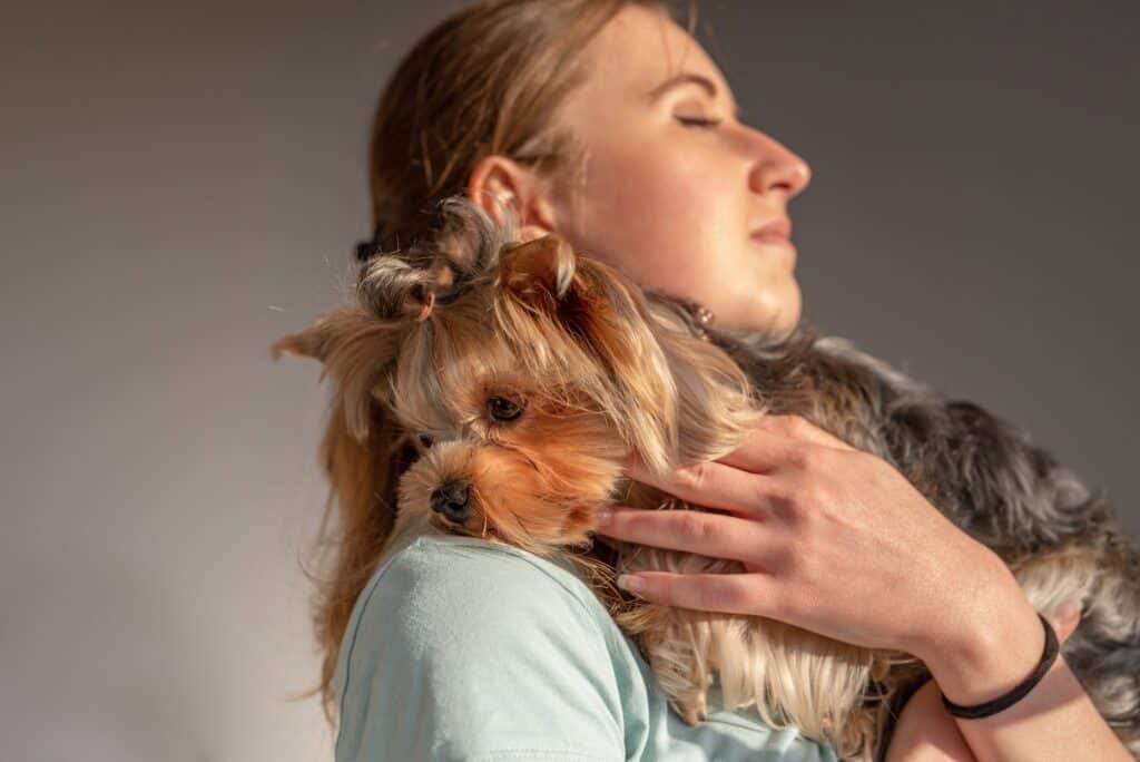 Do Yorkies Like to Cuddle?