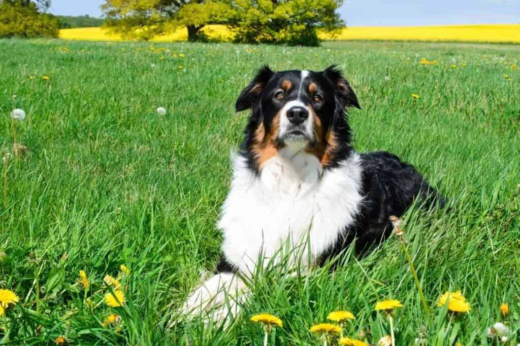 Are Australian Shepherds Big Chewers 2 Are Australian Shepherds Big Chewers?