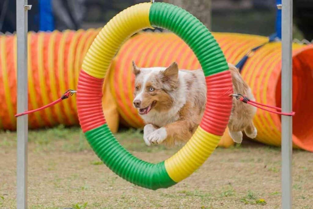 are australian shepherd puppies hyper