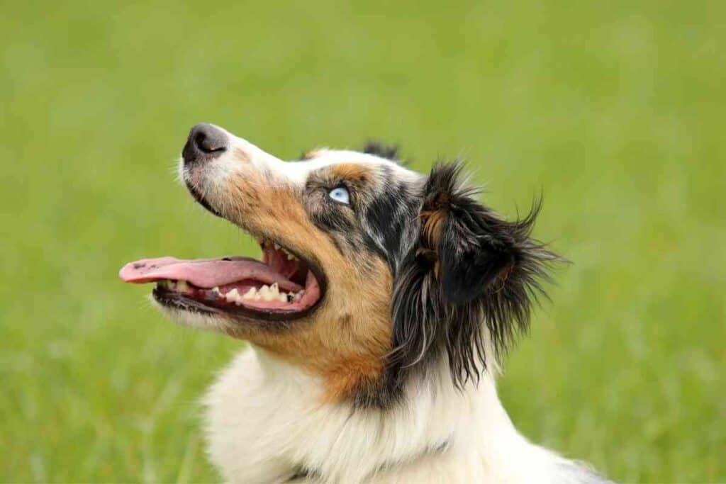 are australian shepherd puppies hyper