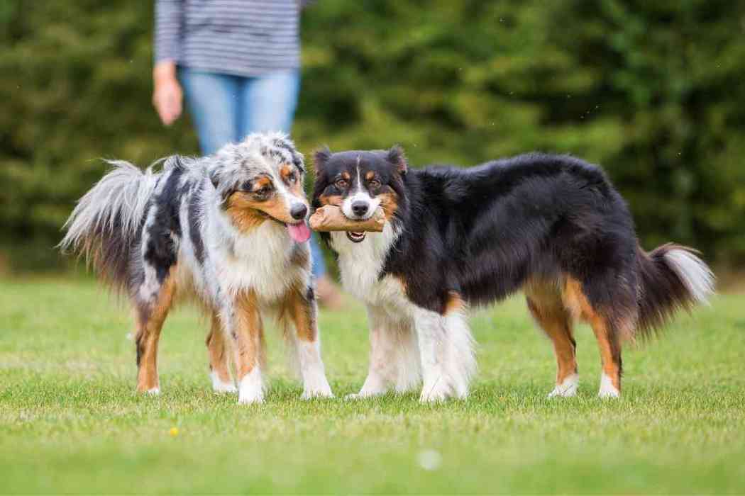 Are Australian Shepherds Picky Eaters? (Answered!) - Embora Pets