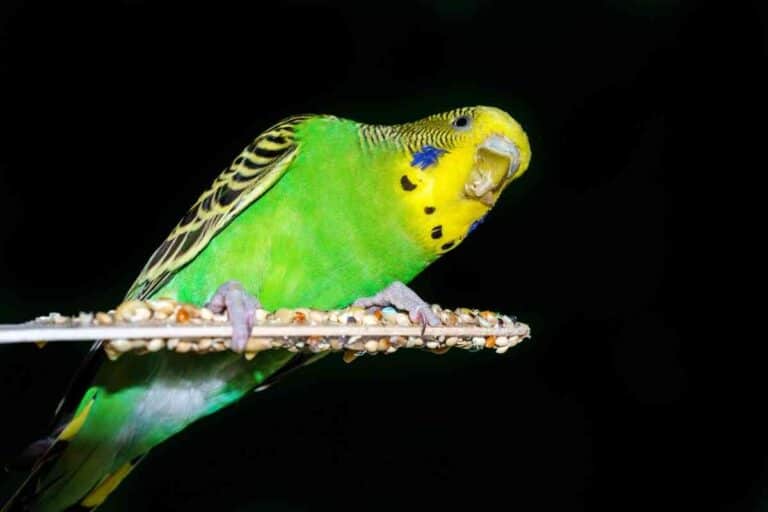 Can Parakeets See In the Dark?