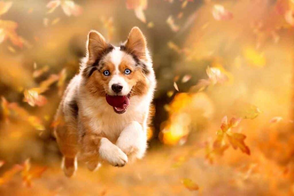 Do Australian Shepherds Change Color 1 Do Australian Shepherds Change Color?