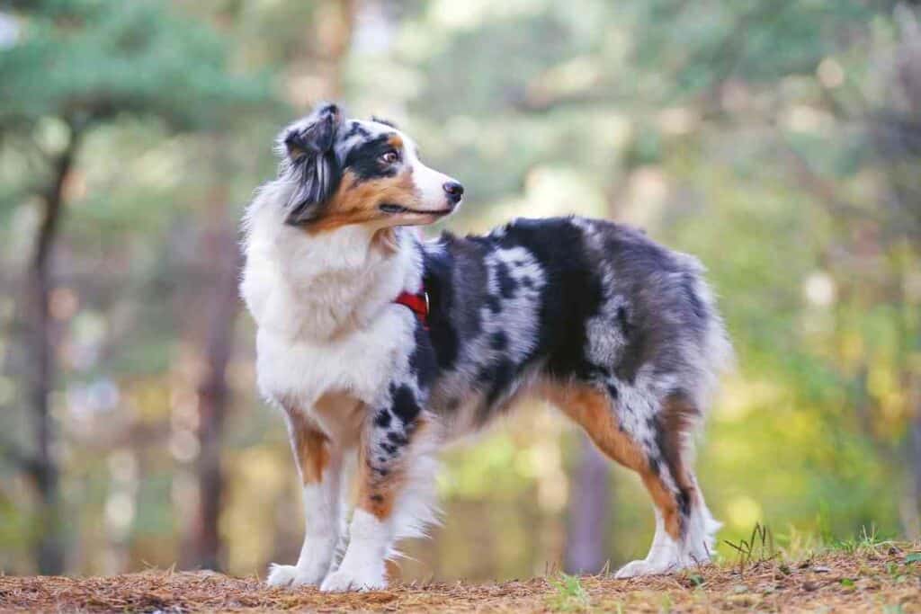 How Much Do Australian Shepherds Cost? Embora Pets