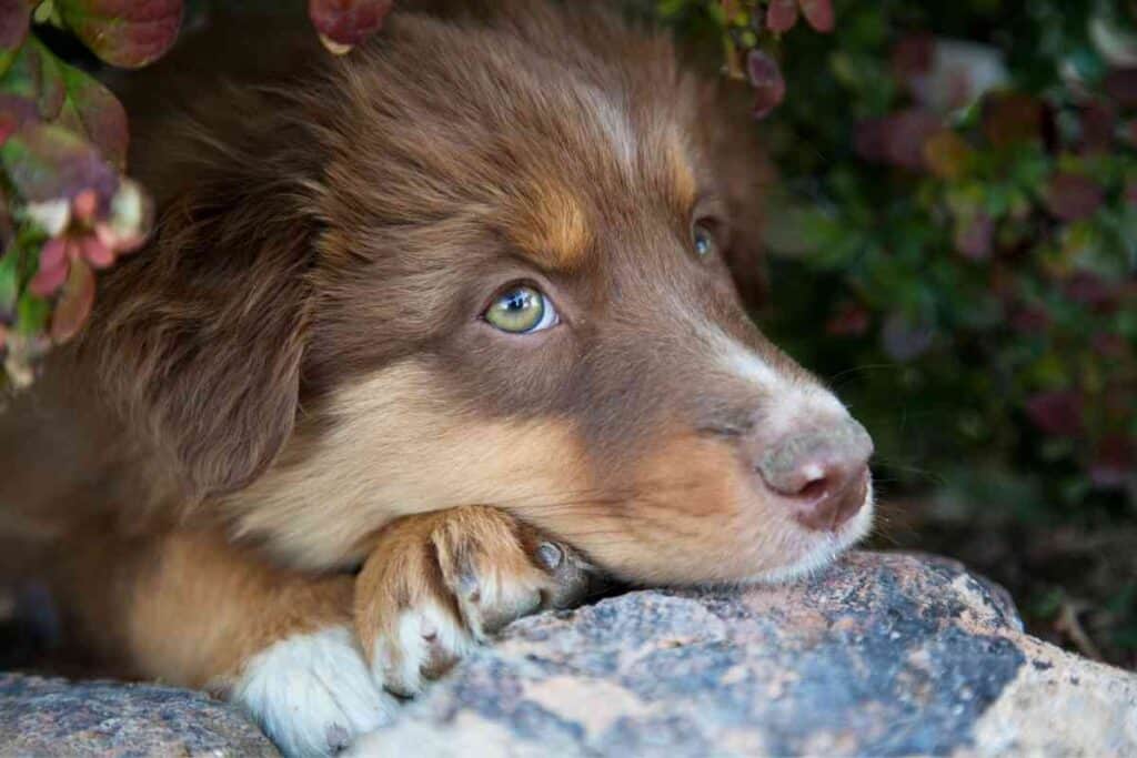 Do Australian Shepherds Change Color 2 Do Australian Shepherds Change Color?