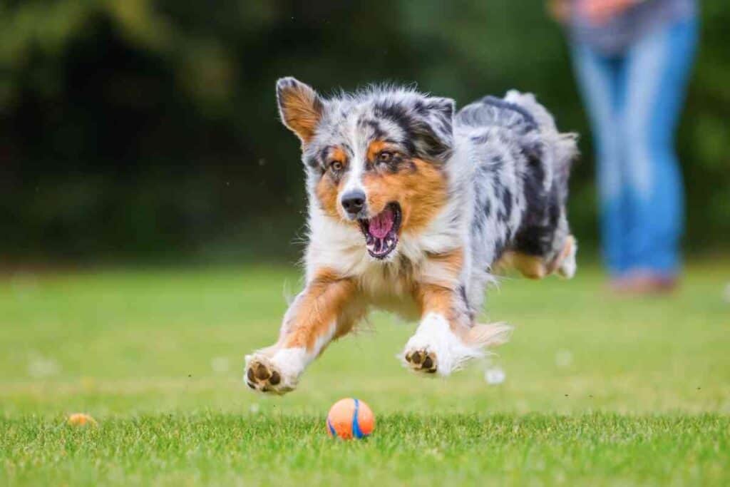 Do Australian Shepherds Need A Lot Of Attention 1 Do Australian Shepherds Need A Lot Of Attention?