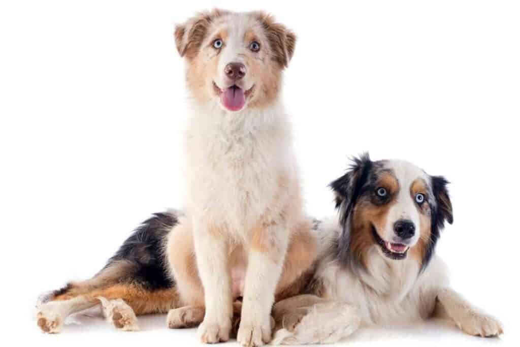 How Much Do Australian Shepherds Cost? Embora Pets