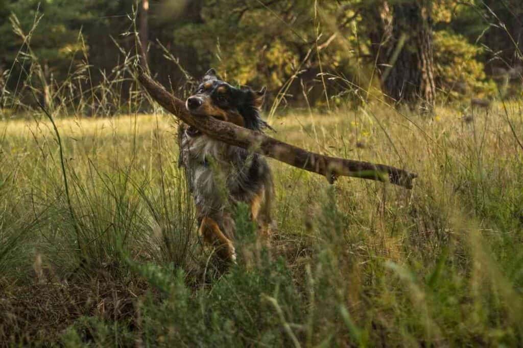 Do Australian Shepherds Need A Lot Of Attention 2 Do Australian Shepherds Need A Lot Of Attention?