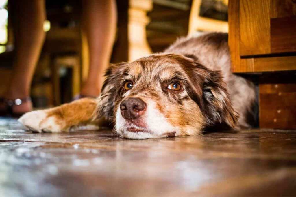 How Long Can Australian Shepherds Be Left Alone 1 How Long Can Australian Shepherds Be Left Alone?