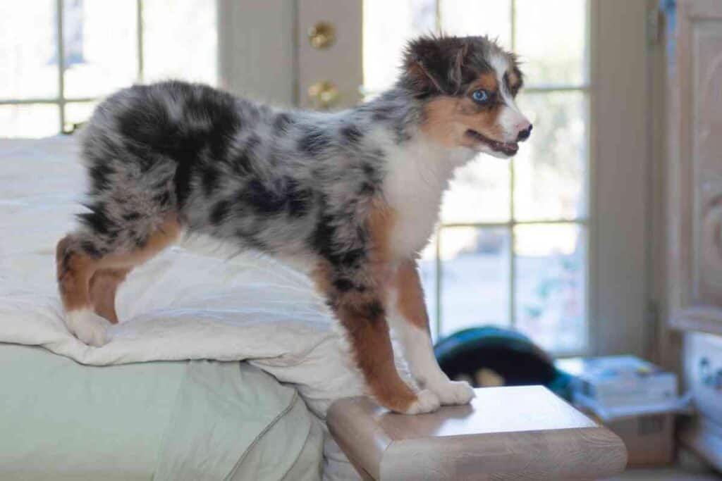 How Long Can Australian Shepherds Be Left Alone 2 How Long Can Australian Shepherds Be Left Alone?