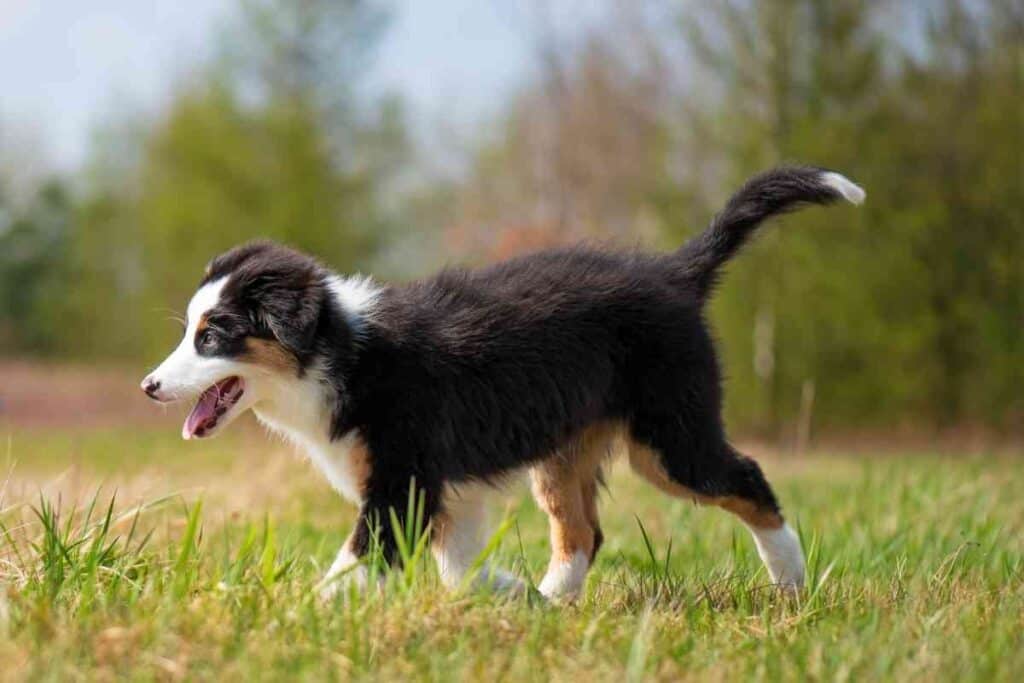 How Long Does It Take To Potty Train An Australian Shepherd Embora Pets