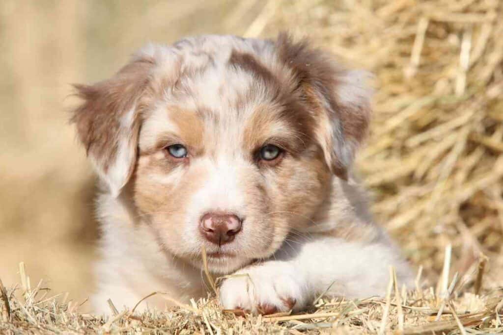 are australian shepherds easy to potty train