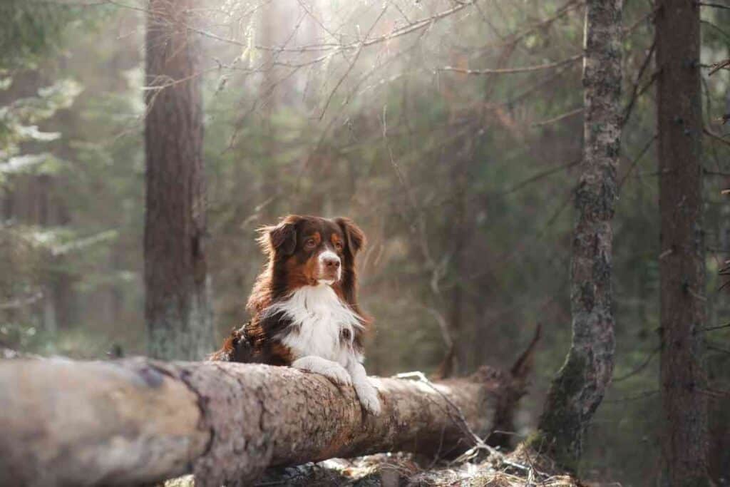 are australian shepherds easy to potty train