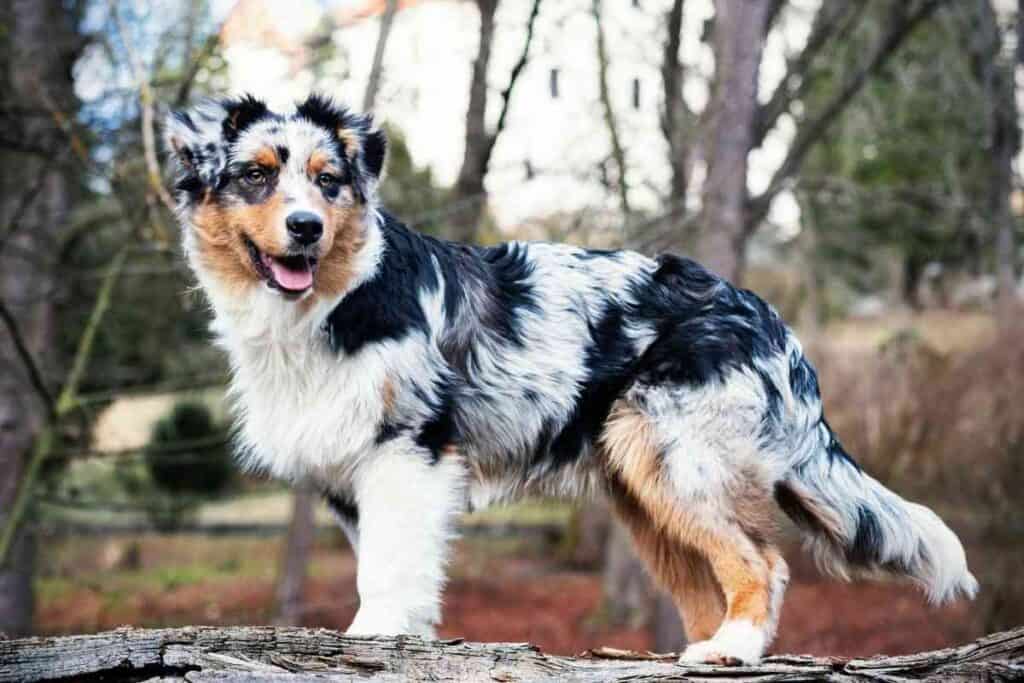 How Much Do Australian Shepherds Cost 1 How Much Do Australian Shepherds Cost?