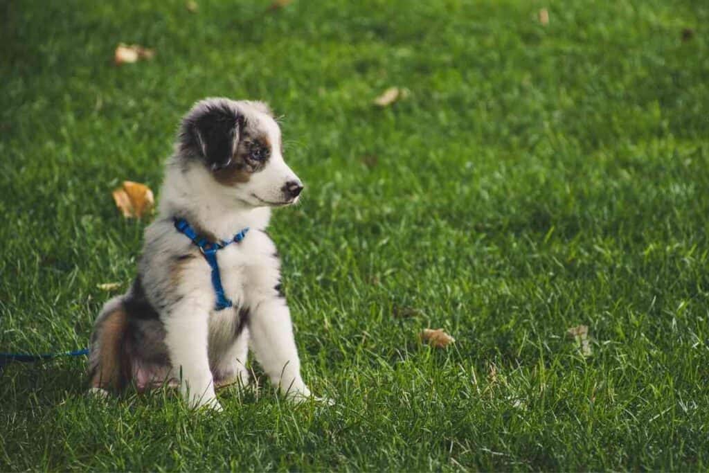 how much does a australian shepherd cost