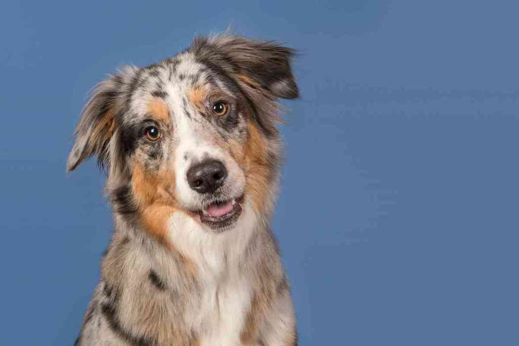 How Much Do Australian Shepherds Cost? Embora Pets